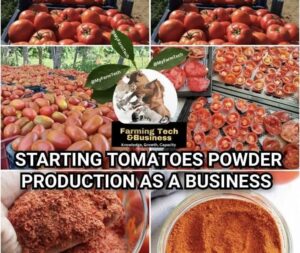 Read more about the article Kojo’s Vision: Transforming Agriculture with Tomato Powder Production
